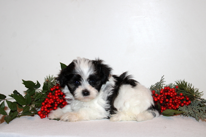 puppy, for, sale, Maltipoo, Matthew B. Stoltzfus, dog, breeder, Gap, PA, dog-breeder, puppy-for-sale, forsale, nearby, find, puppyfind, locator, puppylocator, aca